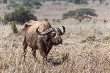 African Buffalo in the Savannah of Kenya