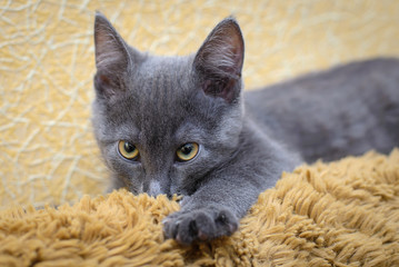 Fototapeta na wymiar Gray kitten sucking on wool brown bedspreads