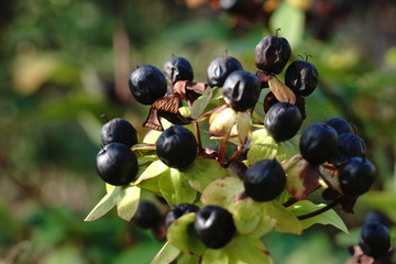 Autumn in Chadkirk and the Canal