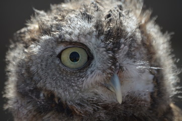 owl close up