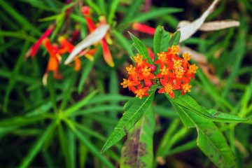 Exotic flowers from French Riviera