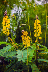 Exotic flowers from French Riviera