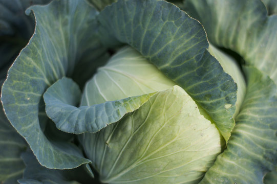 Leaves of cabbage