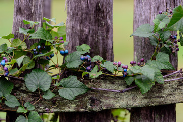vines on wooden fence