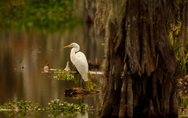 Great Egret at Lake Martin