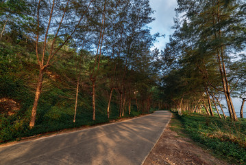 Obraz premium Road with pine trees on the side with tropical beach in Thailand.