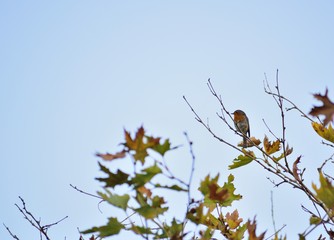 Red Robin standing on a branch.