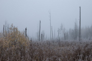 Foggy landscape. Swamp in october morning
