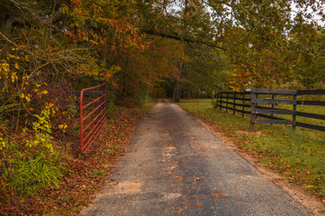 Autumn Thanksgiving Fall Path Road