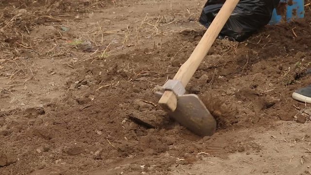 Family and kids planting a new tree in park and open area outdoor