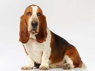 Dog, basset hound stand on the white background, isolated 