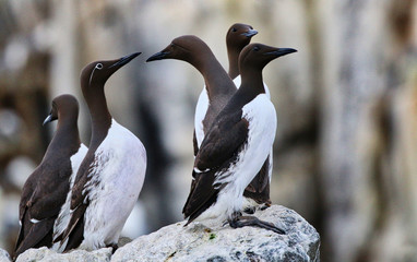 Guillemot