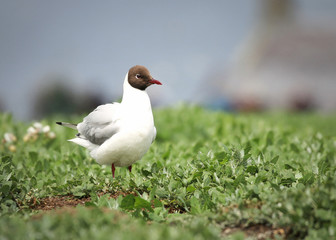 Black Headed Gull