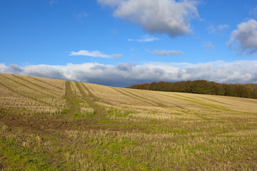 Fototapeta na wymiar autumn woodland and wheat stubble