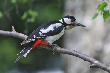 Great Crested Woodpecker