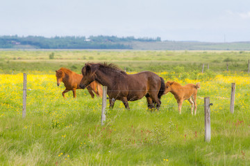 Naklejka na ściany i meble Iceland Horses