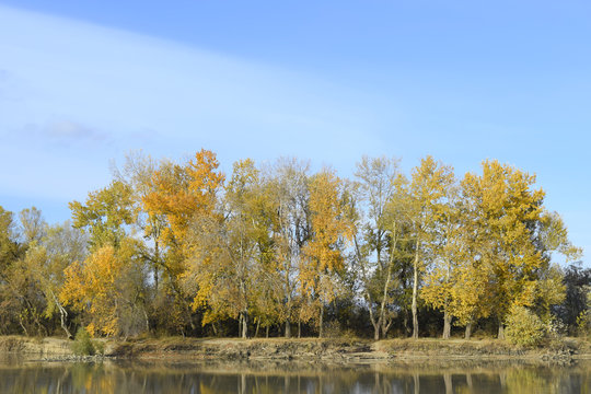 Autumn scenery of the river bank. Yellow leaves of poplars.
