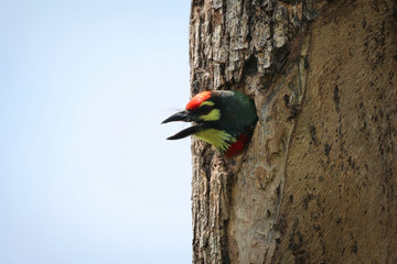 Rare Coppersmith Barbet