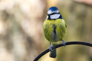 Obraz premium Blue Tit