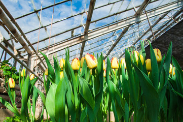 Spring scene of tulip field