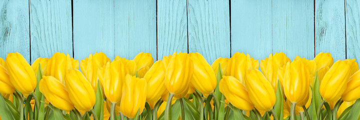 Many yellow tulips on turquoise wooden background, border design panoramic banner 