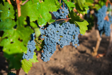 Vineyards at sunset in autumn harvest
