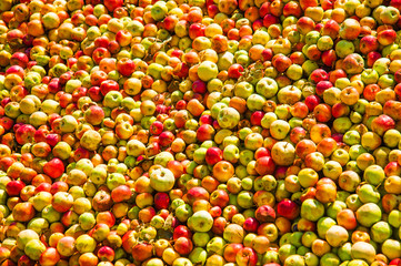 Ripe apples being processed and transported in an industrial production facility