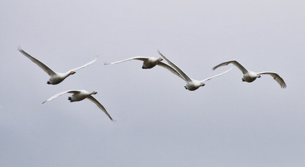 Bewirk Swans in flight