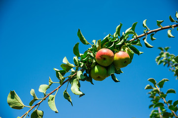 Apples grows on a branch among the green foliage