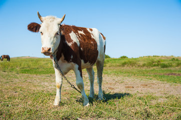 Cows in a farm. Dairy cows