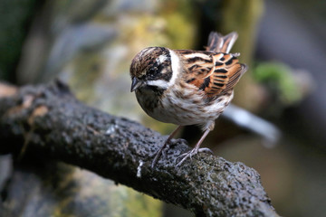 Reed bunting