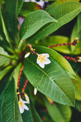 White plumeria flowers on a tree