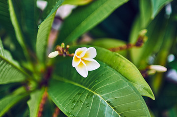 White plumeria flowers on a tree