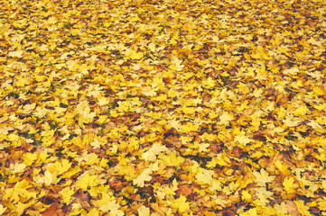 yellow maple leaves