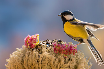  Titmouse is sitting on the bird feeder in the background of colorful blurred background. Beautiful bright picture with a bird. Caring for birds in winter. Studio photography.