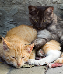 Fototapeta na wymiar Two kittens sleep in an embrace. Selective focus.