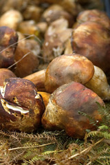 Group of fresh porcini mushrooms on a wooden table. Micology and cooking background. Typical autumnal ingredients. Fungus known as cep.