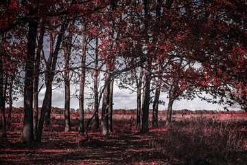 Autumn landscape. Through the trees gray sky and field are visible