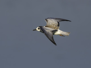 White-winged Tern in flight