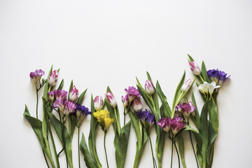 Freesias flowers on white background