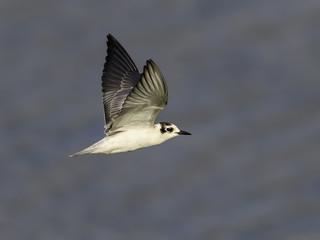 White-winged Tern in Flight