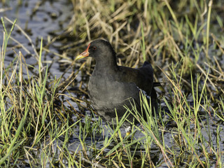 Common Moorhen Standing in the Pond