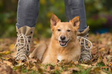 Naklejka premium Hund liegt zwischen Beinen