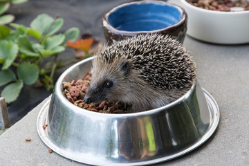 hedgehog sitting in cat food