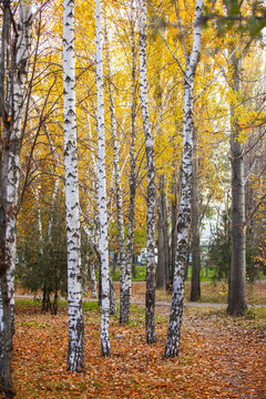 Birches in the autumn park