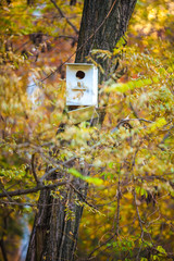 Wooden starling house on the tree