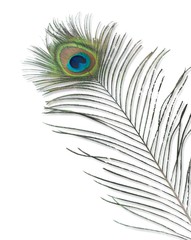 Peacock Feather