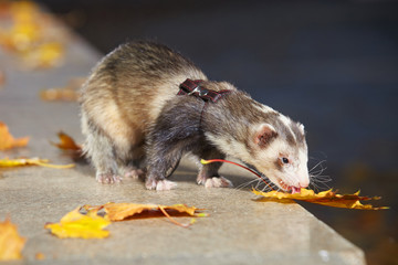 Other pattern color ferret staying on autumn park stone fence