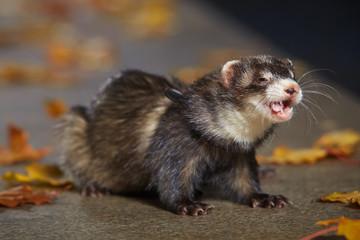 Black sable ferret sitting on autumn park stone fence