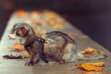 Black sable ferret sitting on autumn park stone fence
